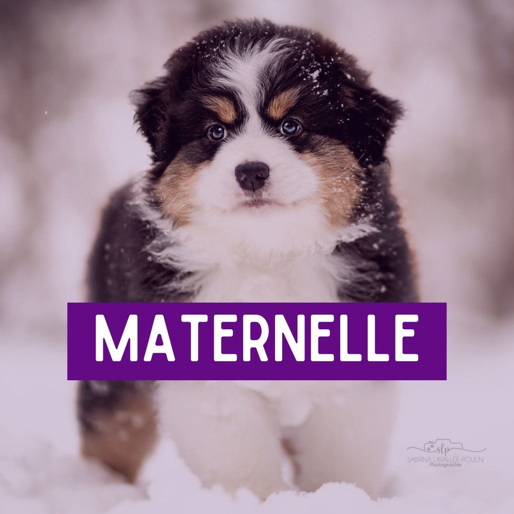 Maternelle pour chiots